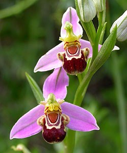 Bee Ophrys  - Ophrys apifera © John Muddeman